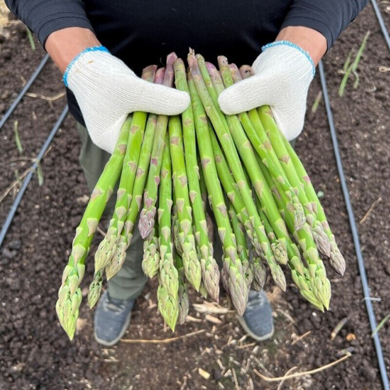토고미 농장,토고미농장 생 아스파라거스 1kg, 500g